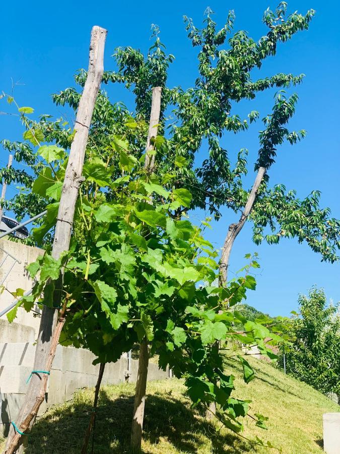 Apartmány U Venuše s velkou terasou Pavlov Exteriér fotografie